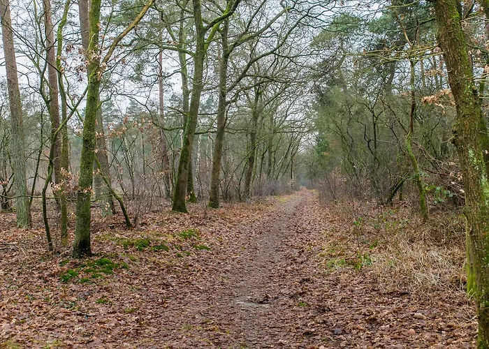 Chalet Cosy 4 Pers Midden In Bos Op De Veluwe Doornspijk