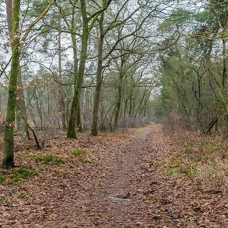 샬레 Cosy 4 Pers Midden In Bos Op De Veluwe Doornspijk